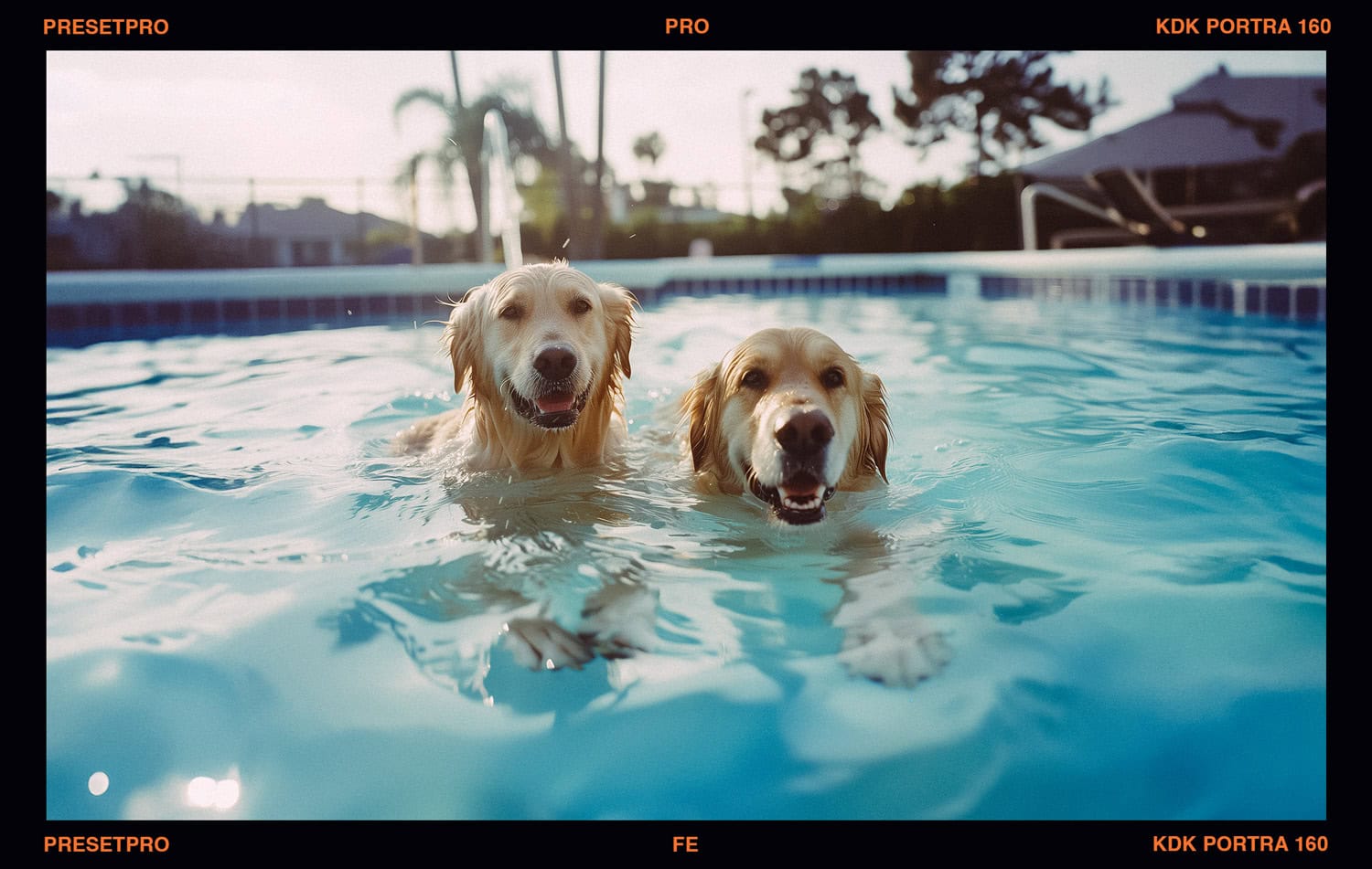 Kodak Portra 160 Portrait of Golden Retrievers in Pool