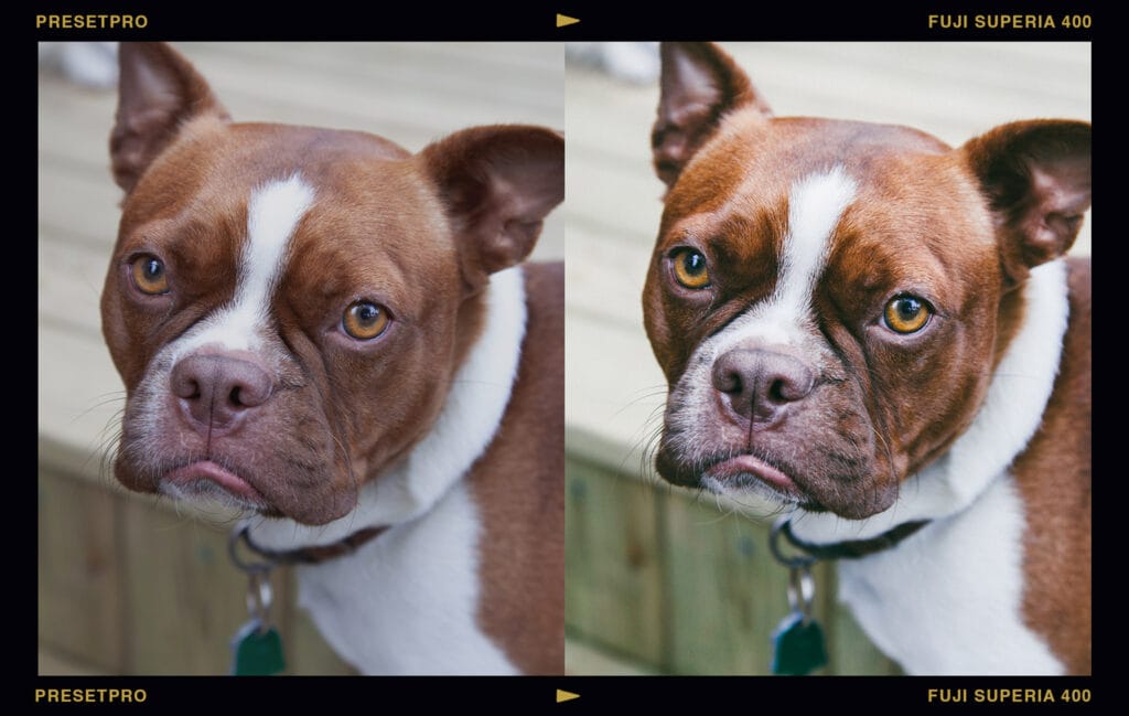 Featured Lightroom Preset - Fuji Superia 400 Film Emulation