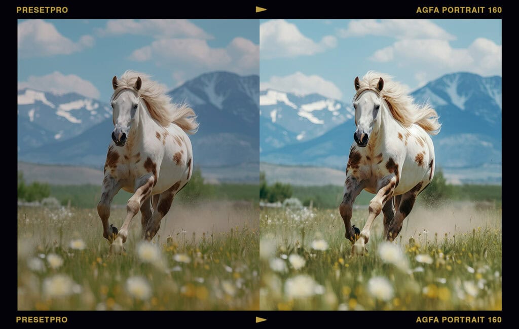 Horse galloping in a field with Agfa Portrait 160 Film Emulation effect applied in Lightroom