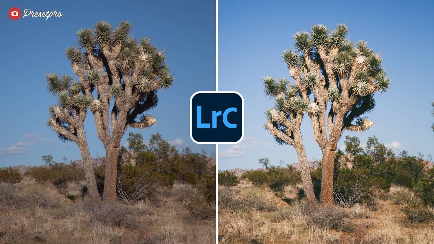 Free Lightroom Preset Negative Film Before After Presetpro.com