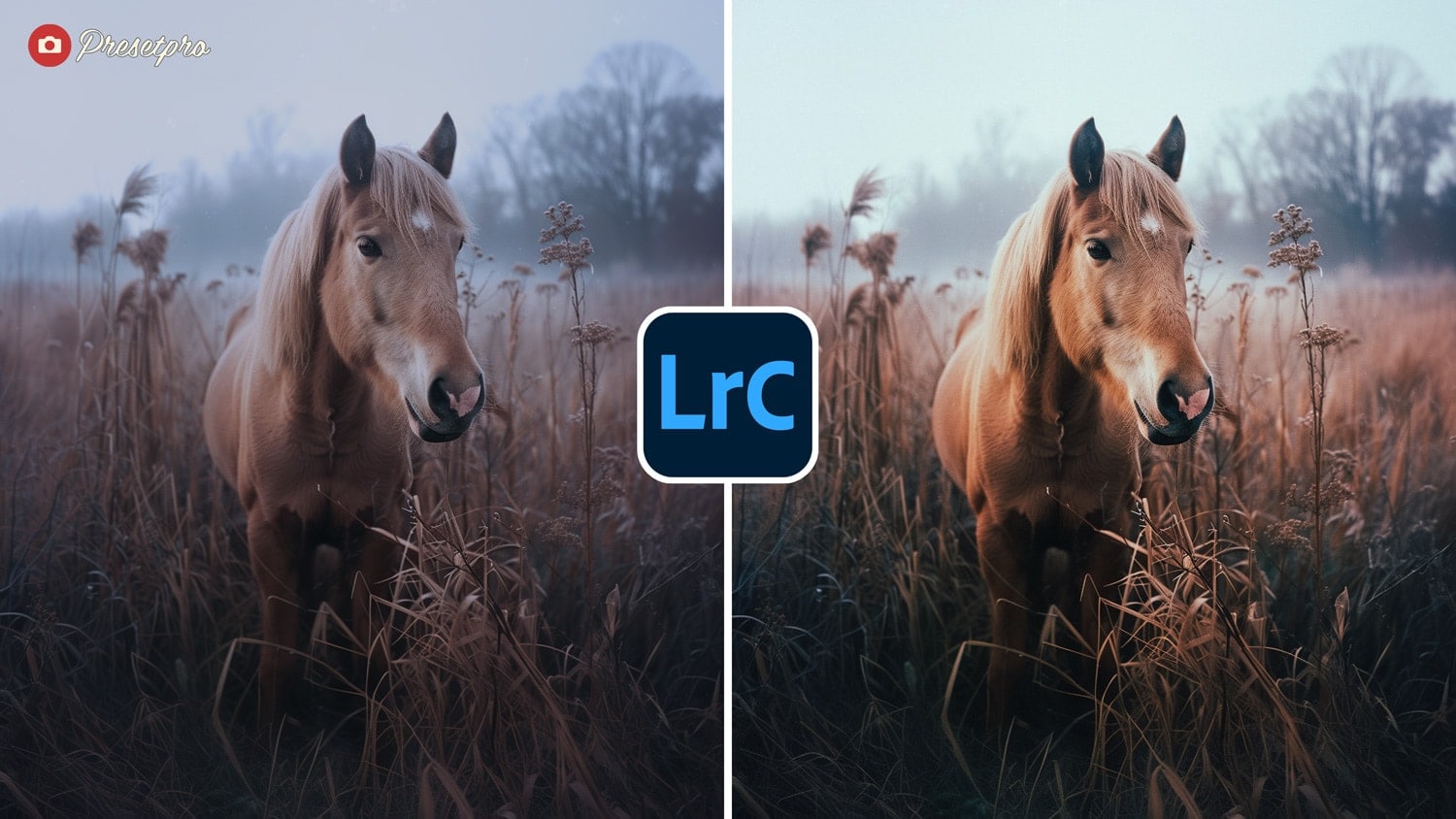 Free Lightroom Preset 35mm Portrait Before and After Presetpro.c