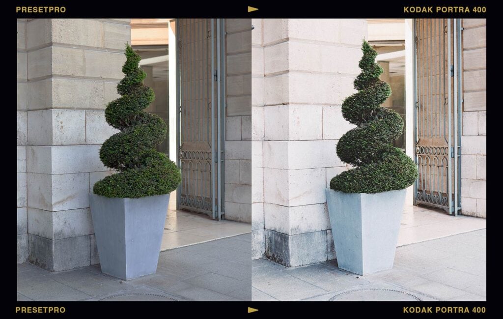 Garden comparison of a spiral bush showing rich greens using the Portra 400 Featured Lightroom Preset.