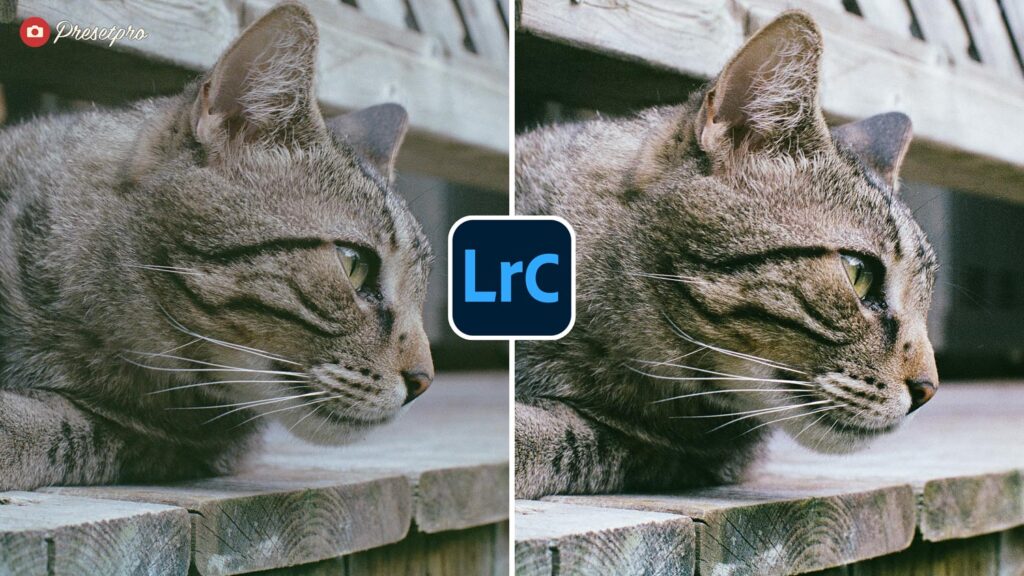Before and after comparison of the Portra Color Free Lightroom Preset on a close-up portrait of a tabby cat.
