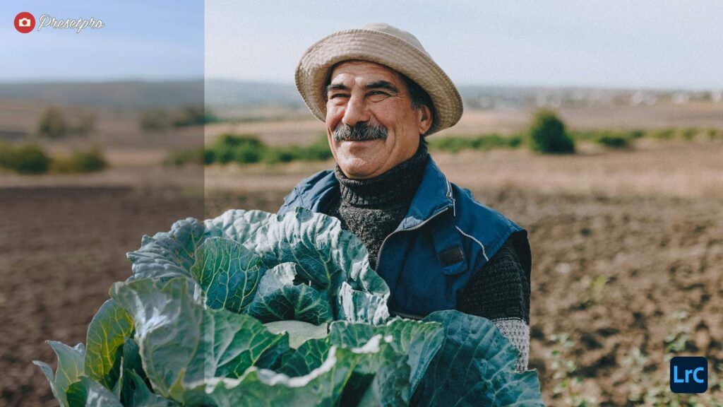 A split-screen before and after comparison showing a smiling farmer holding a large green cabbage in a field. The edited right side features an LrC logo and demonstrates a Lightroom preset inspired by the Fuji Superia 100 film, showcasing vivid greens and rich analog warmth.