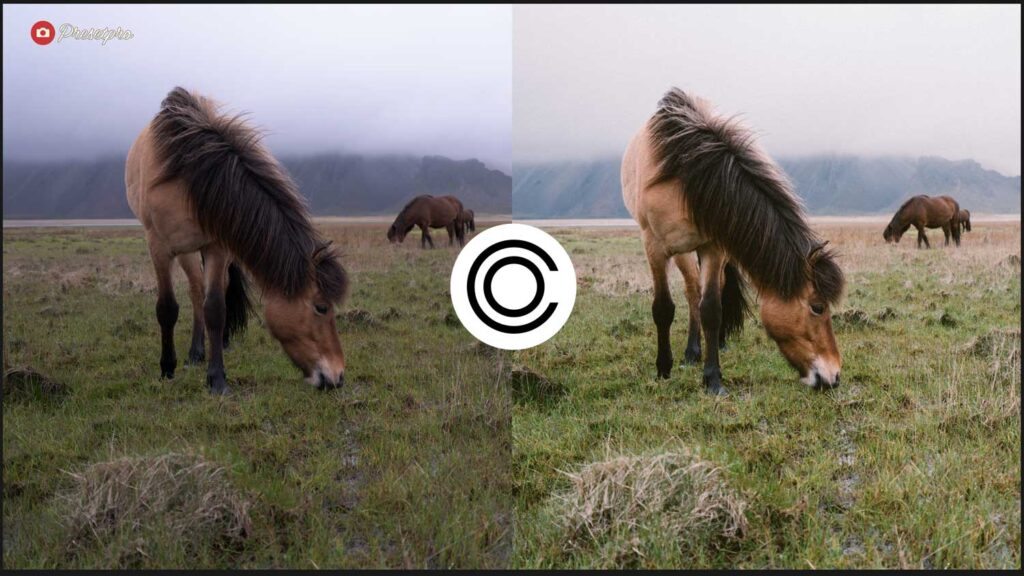 A split-screen before and after comparison featuring the Capture One logo in the center. The image shows horses grazing in a foggy landscape, with the edited right side demonstrating the Analog Color style applying rich tonal depth and filmic contrast.