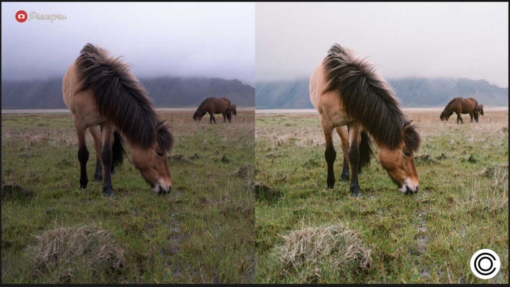 A side-by-side before and after comparison with the Capture One logo in the bottom right corner. The image features horses grazing in a misty mountain landscape, with the edited right side demonstrating the Analog Color style applying rich tonal depth and an analogue aesthetic.