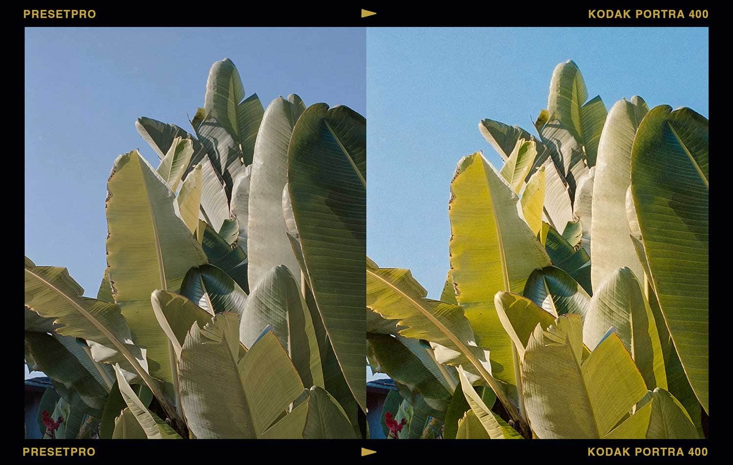 Before and after of bird of paradise leaves against a blue sky, unedited on the left and with the Kodak Portra 400 inspired Lightroom preset applied on the right, showing warmer golden tones and added film grain