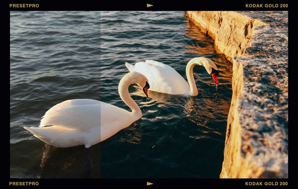 Before and after of two swans on water beside a sunlit stone pier at golden hour, unedited on the left and with the Kodak Gold 200 inspired Lightroom preset applied on the right, showing warmer golden tones and added film grain