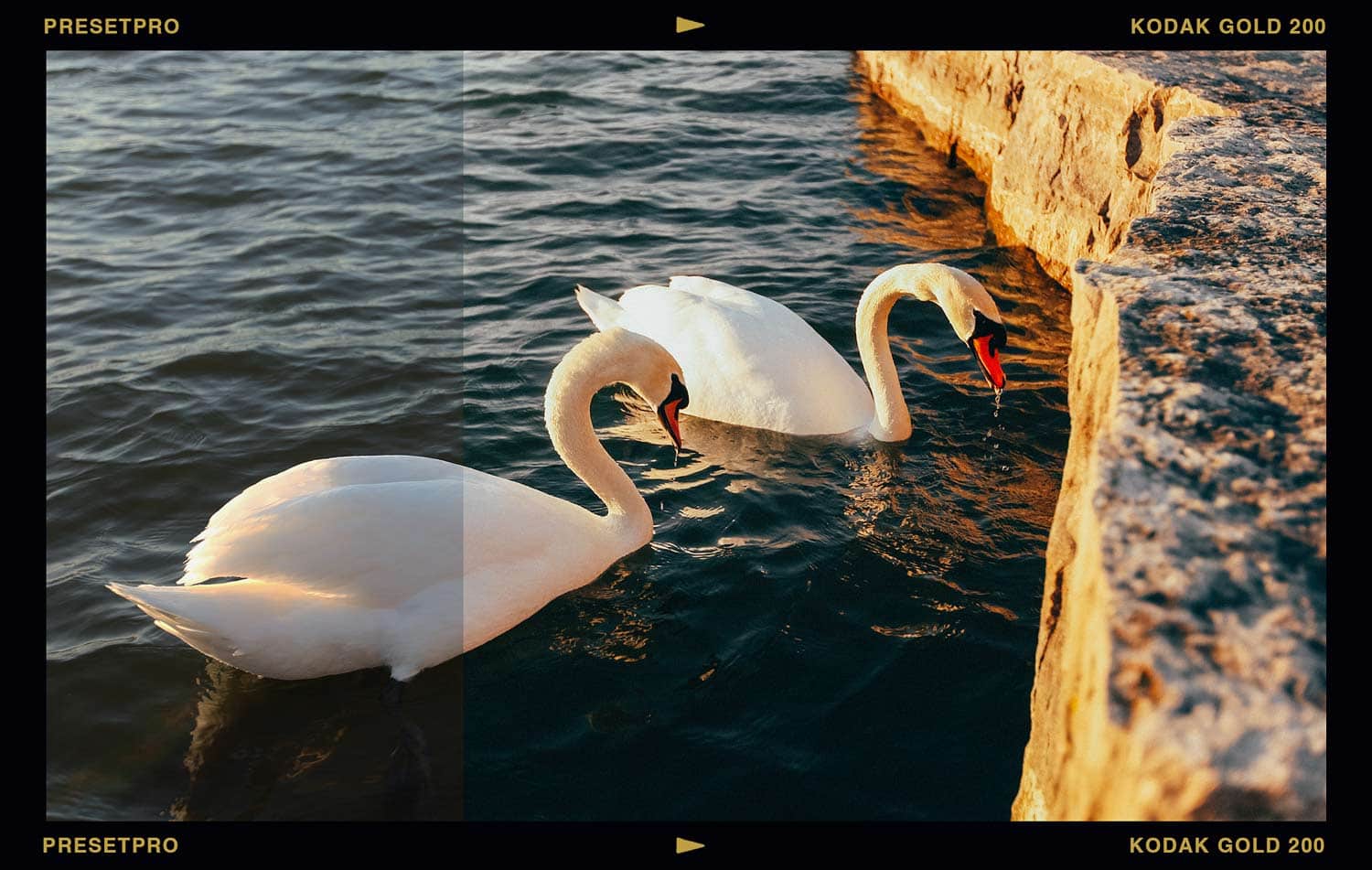 Before and after of two swans on water beside a sunlit stone pier at golden hour, unedited on the left and with the Kodak Gold 200 inspired Lightroom preset applied on the right, showing warmer golden tones and added film grain
