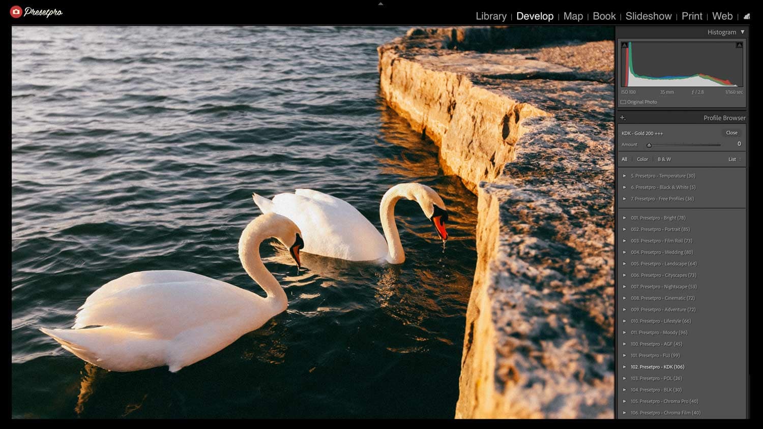 Lightroom Classic Profile Browser panel showing the Kodak Gold 200 inspired profile selected for a golden hour swan photo, with the Amount slider and image histogram visible in the sidebar