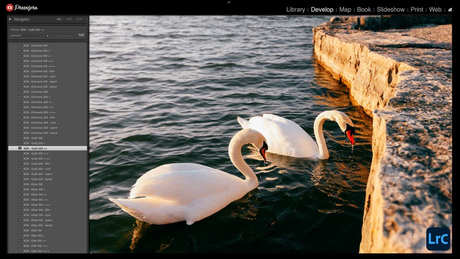 Lightroom Classic Develop module showing the Kodak Gold 200 inspired preset applied to a golden hour swan photo at 100% strength, with the Kodak preset panel open in the sidebar