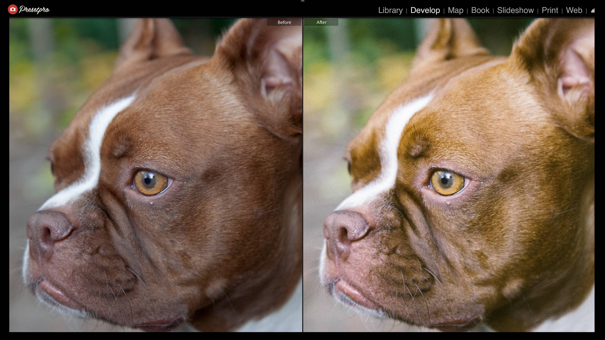 Before and after close-up of a dog with the P400 raw DCP camera profile: the brown coat warms into the Portra 400 inspired palette while the white blaze stays neutral