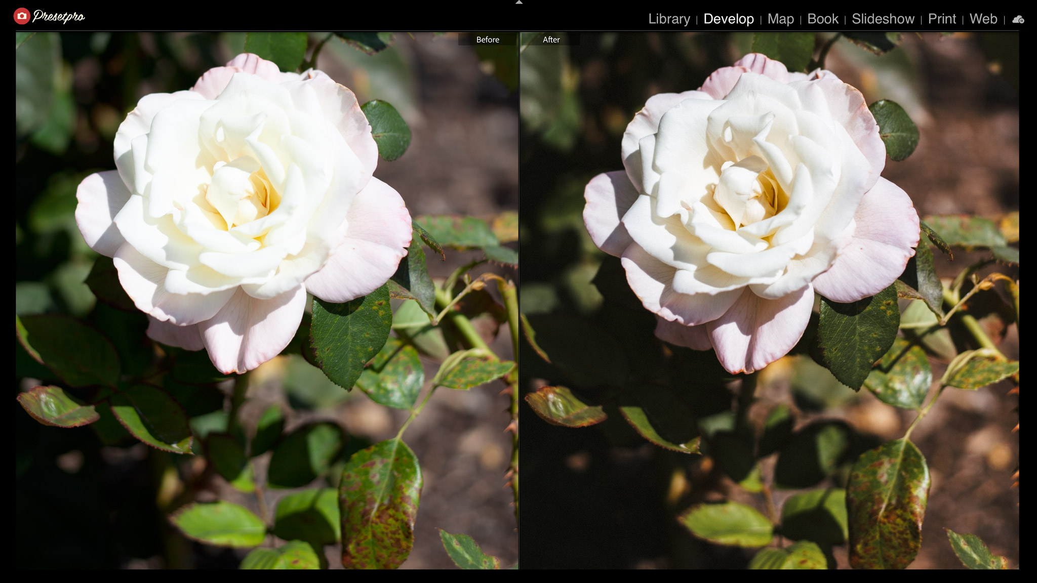 Before and after of a white rose in direct sun with the RAW Series A100F raw look, the petals keeping their detail and the leaves settling into a deeper green