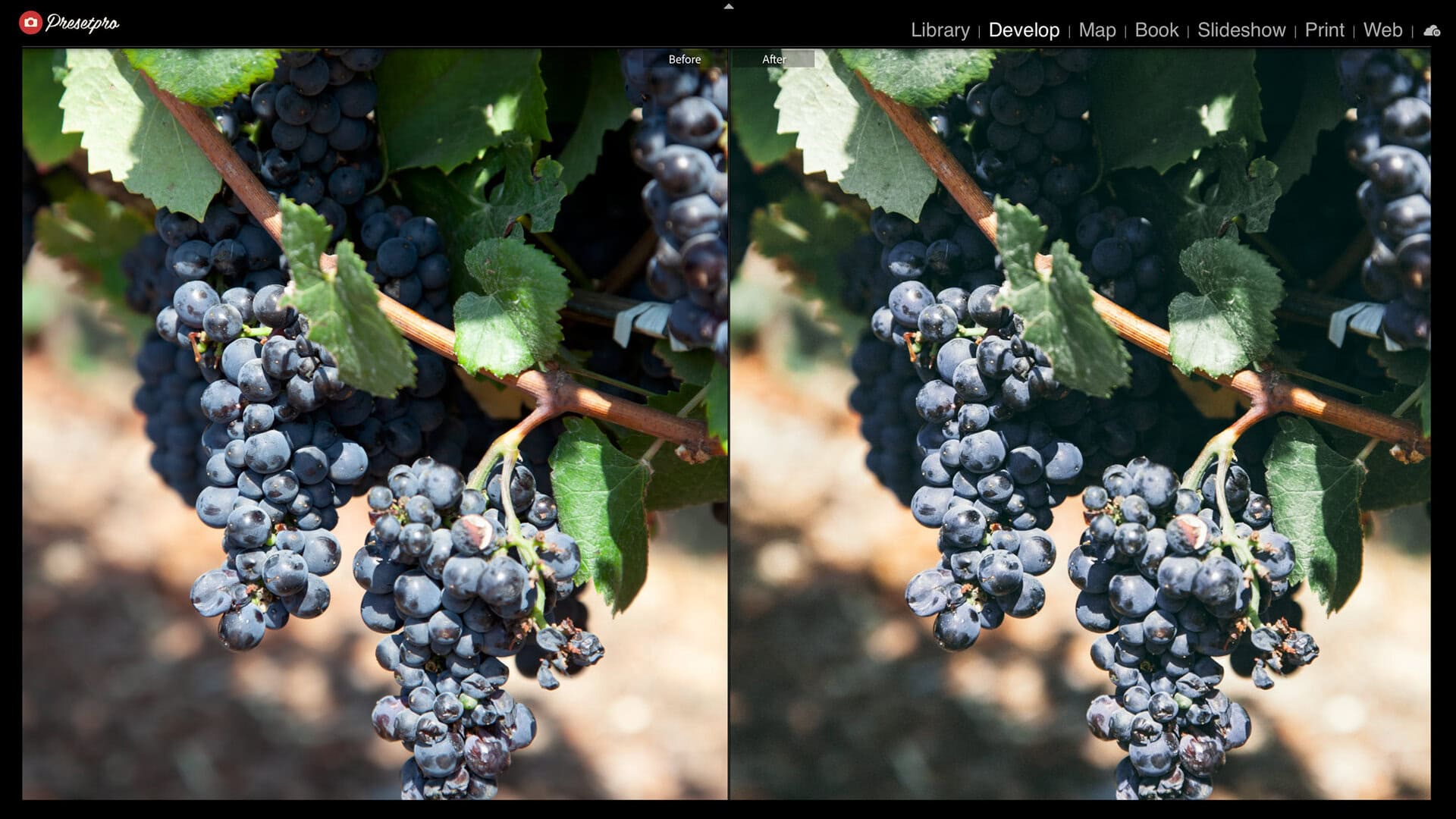 Before and after of wine grapes on the vine with the RAW Series S400 raw look, the leaves deepening and the background going warm and soft