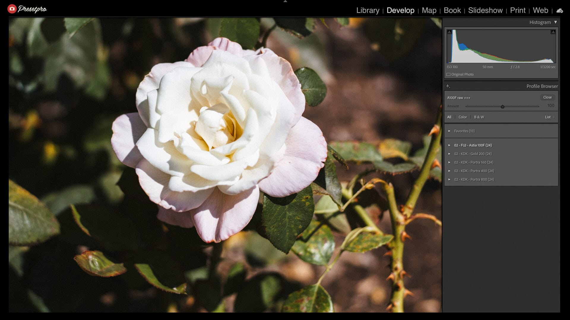 Lightroom Classic Profile Browser with A100F raw +++ applied at Amount 100 on a white rose, the five RAW Series groups listed below it