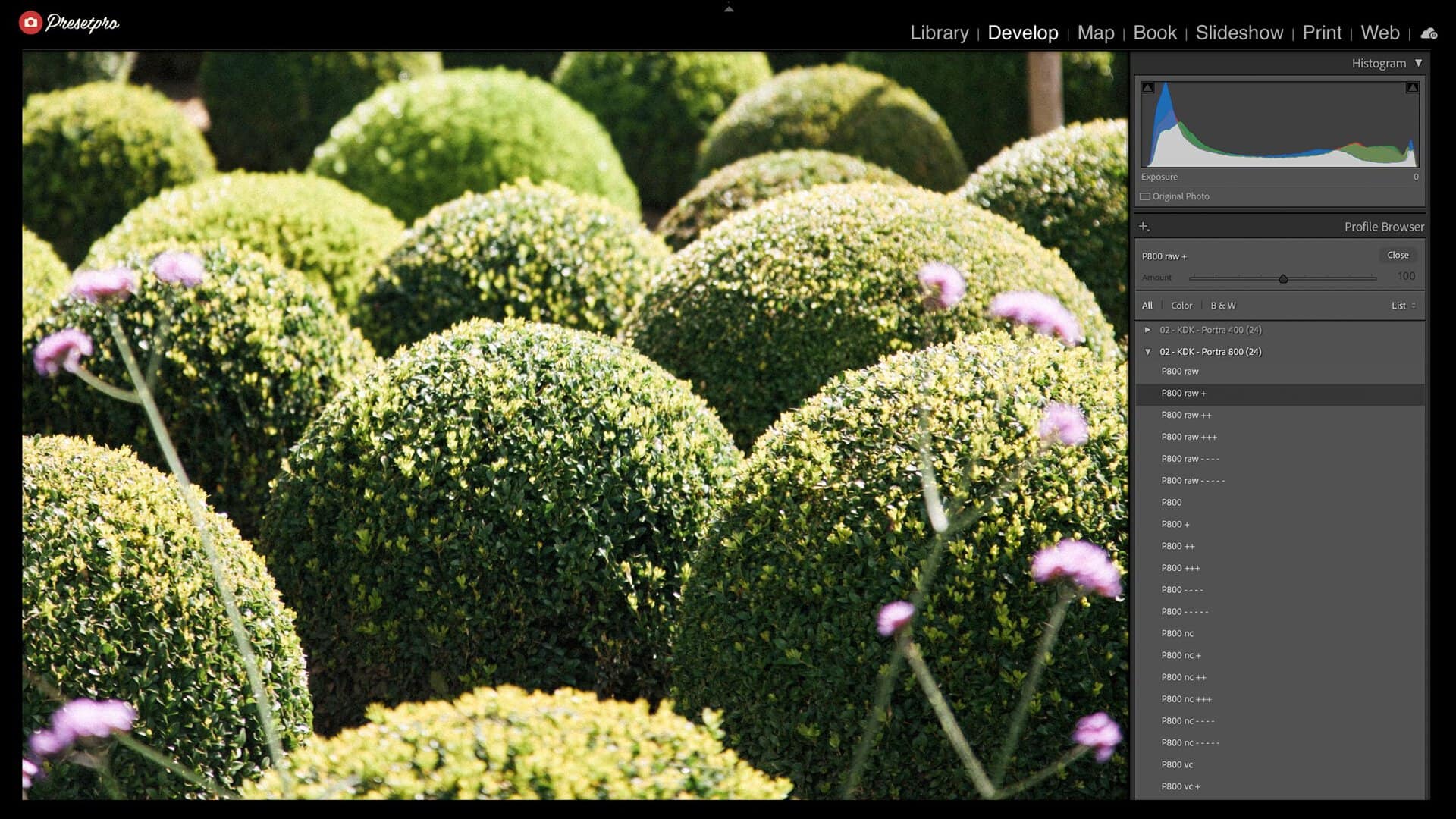 Lightroom Classic Profile Browser open on the 02 - KDK - Portra 800 group, showing the P800 raw camera profiles and the universal looks