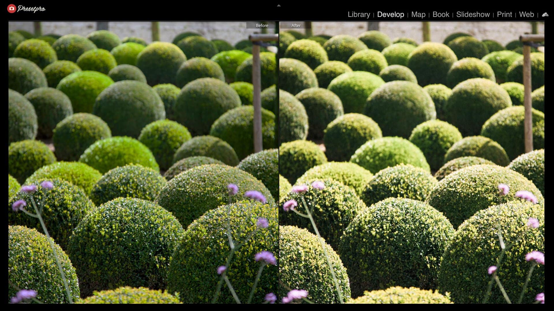 Before and after of a topiary garden with the P800 raw DCP camera profile: untouched RAW on the left, Portra 800 inspired rendering on the right
